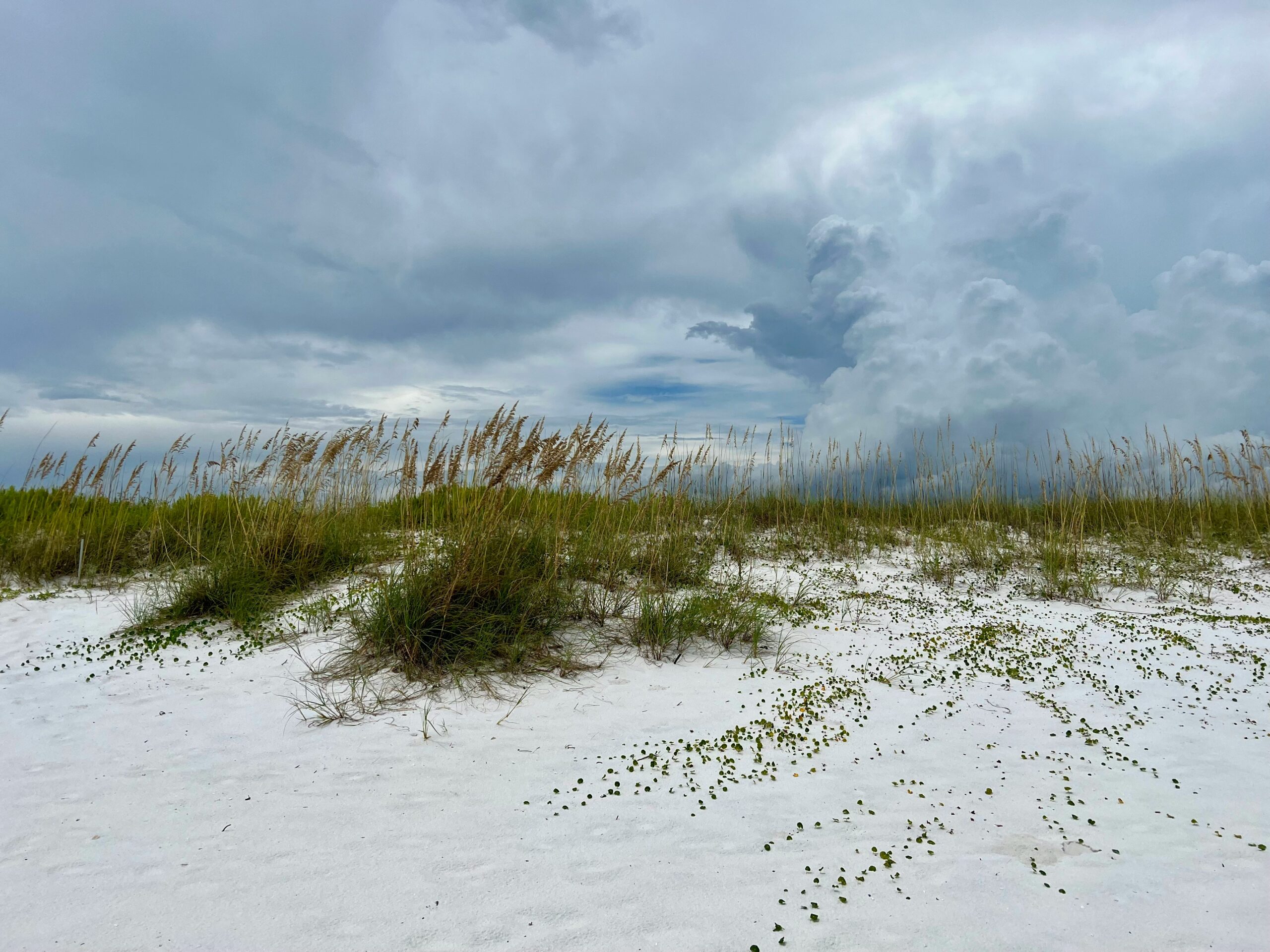 Pensacola or Navarre Beach Sugar Sand Dunes and Sea Oats