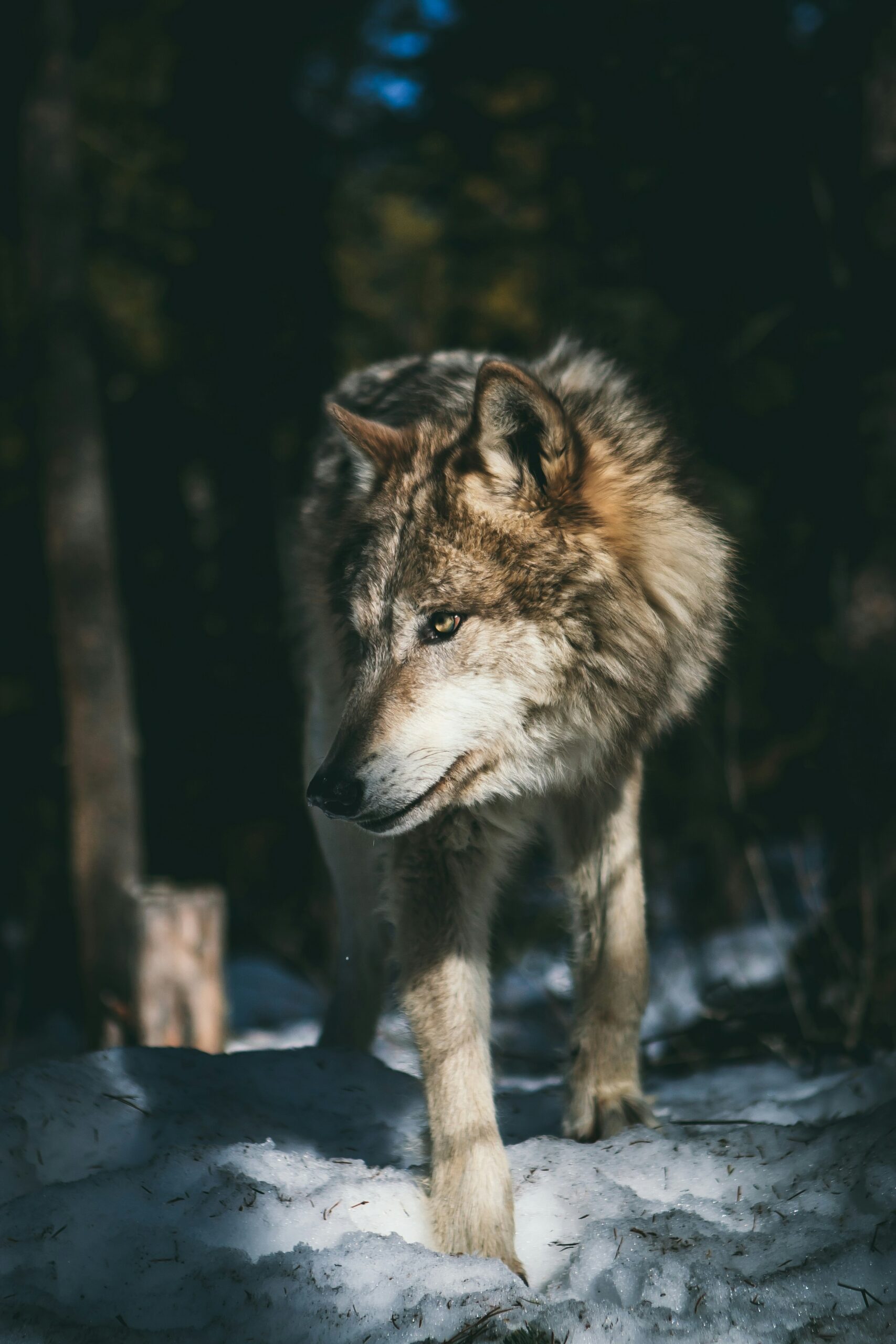 Alert wolf — Alpha Sands Realty, Pensacola FL